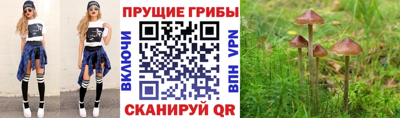 OMG рабочий сайт  Дагестанские Огни  Псилоцибиновые грибы Magic Shrooms 